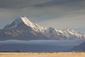 Images Dated 12th March 2016: New Zealand, South Island, Canterbury, Aoraki-Mt. Cook National Park, Mt. Cook, dawn