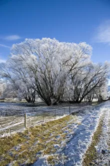 Images Dated 28th June 2006: New Zealand, South Island, Central Otago, near Oturehua, Hoar Frost