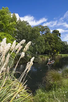 Images Dated 24th February 2016: New Zealand, South Island, Christchurch, punting on the Avon River