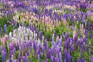 New Zealand, South Island. Field of blooming lupine