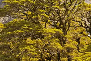Images Dated 17th January 2012: New Zealand, South Island, Fiordland National Park. Silver beech trees. Credit as