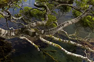 Images Dated 17th January 2012: New Zealand, South Island, Fiordland National Park, Mirror Lakes