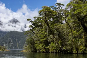 Fiordland Prints: New Zealand, South Island, Fiordland National Park, Milford Sound