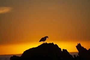 Images Dated 14th July 2009: New Zealand, South Island, Kaikoura, Seagull On Rock Silhouetted Against The Sunrise