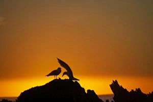Images Dated 14th July 2009: New Zealand, South Island, Kaikoura, Seagulls On Rock Silhouetted Against The Sunrise