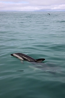 Images Dated 17th January 2010: New Zealand, South Island, Kaikoura Coast. Dusky dolphin