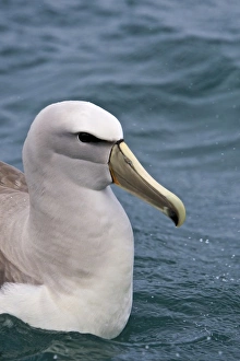 New Zealand, South Island, Kaikoura Coast. Salvins Albatross