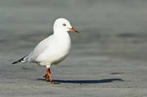 Images Dated 27th April 2009: New Zealand, South Island, Karamea. Red-billed Gull (Larus scopulinus)