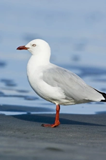 Gull Prints: New Zealand, South Island, Karamea. Red-billed Gull (Larus scopulinus)