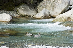 Arthurs Pass Prints: New Zealand, South Island, Kelly Creek