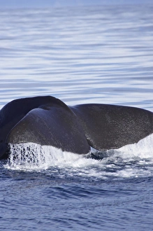 Whale Prints: New Zealand, South Island, Marlborough, Kaikoura, Sperm Whale - Physeter macrocephalus