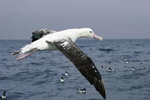 Images Dated 27th September 2005: New Zealand, South Island, Marlborough, Kaikoura, Gibsons Albatross (Wandering