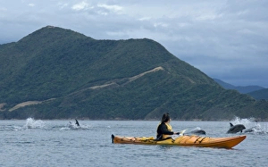 Images Dated 29th March 2007: New Zealand, South Island, Marlborough Sounds