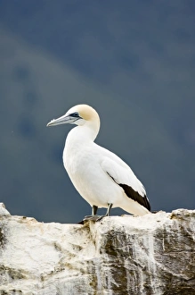 Images Dated 9th April 2007: New Zealand, South Island, Marlborough Sounds. Australasian gannet (Morus serrator)