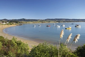 Images Dated 9th July 2009: New Zealand, South Island, North Otago, Toetoe Flowers and Fishing Boats, Moeraki