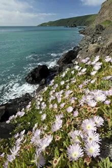 Images Dated 17th September 2006: New Zealand, South Island, Oakins Bay. New Zealand Ice plant (Disphyma australe)