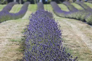 Images Dated 29th February 2016: New Zealand, South Island, Otago, Wanaka, lavender farm