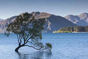 New Zealand, South Island, Otago, Wanaka, Lake Wanaka, solitary tree, dusk