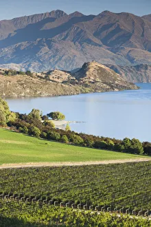 Images Dated 1st March 2016: New Zealand, South Island, Otago, Wanaka, vineyard on Lake Wanaka