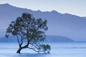 Images Dated 29th February 2016: New Zealand, South Island, Otago, Wanaka, Lake Wanaka, solitary tree, dusk
