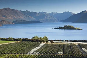 Images Dated 1st March 2016: New Zealand, South Island, Otago, Wanaka, vineyard on Lake Wanaka