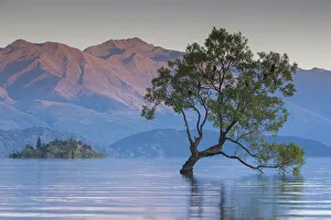 New Zealand, South Island, Otago, Wanaka, Lake Wanaka, solitary tree, dawn