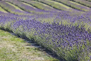 Images Dated 29th February 2016: New Zealand, South Island, Otago, Wanaka, lavender farm