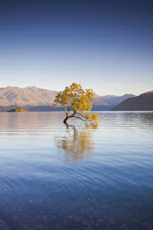 Images Dated 1st March 2016: New Zealand, South Island, Otago, Wanaka, Lake Wanaka, solitary tree, dawn