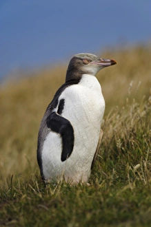 New Zealand, South Island, Otago, Katiki Point. Yellow-eyed Penguin (Megadyptes antipodes)