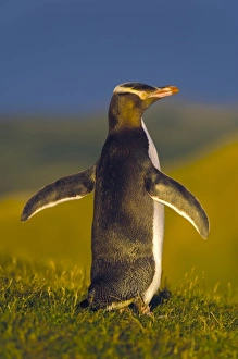 Images Dated 13th July 2011: New Zealand, South Island, Otago, Katiki Point. Yellow-eyed Penguin (Megadyptes antipodes)