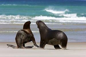 Images Dated 20th January 2010: New Zealand, South Island, Otago Penninsula. Hookers Sea Lion