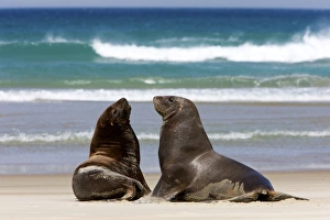 Images Dated 20th January 2010: New Zealand, South Island, Otago Penninsula. Hookers Sea Lion