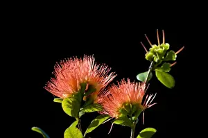 Images Dated 27th April 2009: New Zealand, South Island. Rata flower (Metrosideros sp. )