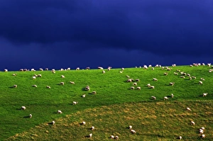 Domesticated Prints: New Zealand, South Island, sheep grazing on hillside