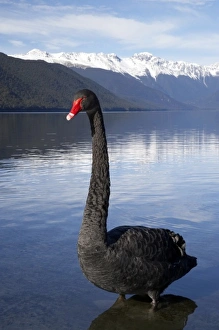 Images Dated 13th July 2009: New Zealand, South Island, Tasman District, Nelson Lakes National Park, Black Swan