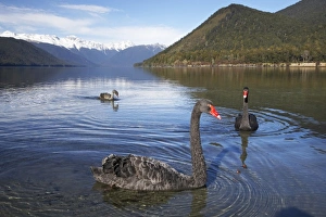 Images Dated 13th July 2009: New Zealand, South Island, Tasman District, Nelson Lakes National Park, Black Swans