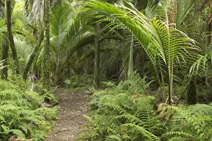 Images Dated 2nd October 2005: New Zealand, South Island, West Coast, Nikau Palms, Heaphy Track, near Karamea, Kahurangi