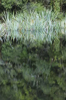 West Coast Prints: New Zealand, South Island, West Coast, Fox Glacier Village, Lake Matheson, reflection