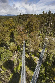 Images Dated 26th February 2016: New Zealand, South Island, West Coast, Hokitika, West Coast Treetops Walkway, elevated