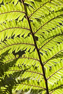 Images Dated 28th February 2016: New Zealand, South Island, West Coast, Fox Glacier Village, Lake Matheson, ferns