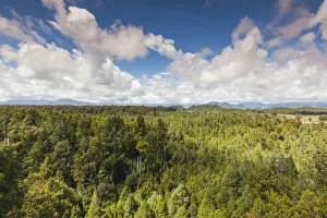 Australia Prints: New Zealand, South Island, West Coast, Hokitika, West Coast Treetops Walkway, elevated