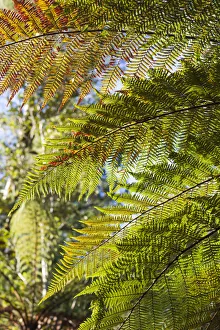 Images Dated 28th February 2016: New Zealand, South Island, West Coast, Fox Glacier Village, Lake Matheson, ferns