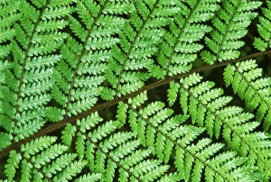 Westland Prints: New Zealand, South Island, Westland NP, Fern Detail