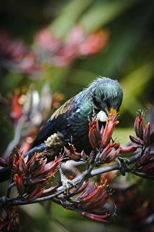 Images Dated 13th July 2011: New Zealand, Southland, Stewart Island