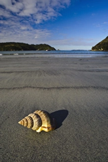 Images Dated 13th July 2011: New Zealand, Southland, Stewart Island, Sea shell on the sand beach in Horseshoe Bay