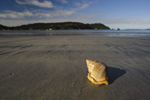 New Zealand, Southland, Stewart Island, Sea shell on the sand beach in Horseshoe Bay