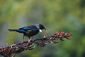 Images Dated 13th July 2011: New Zealand, Southland, Stewart Island