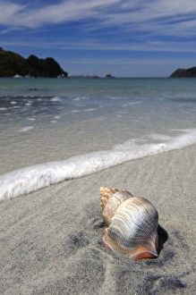 Images Dated 13th July 2011: New Zealand, Southland, Stewart Island, Sea shell on the sand beach in Horseshoe Bay