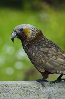 Images Dated 13th July 2011: New Zealand, Southland, Stewart Island, Halfmoon Bay. Kaka (Nestor meridionalis)