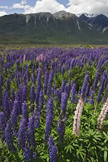Images Dated 28th December 2006: New Zealand. Wild lupine flowers and mountain